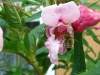 Pszczoła i niecierpek roylego