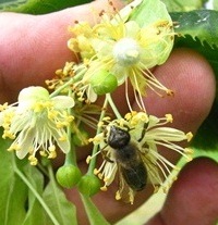 Pszczoły na kwiatach lipy